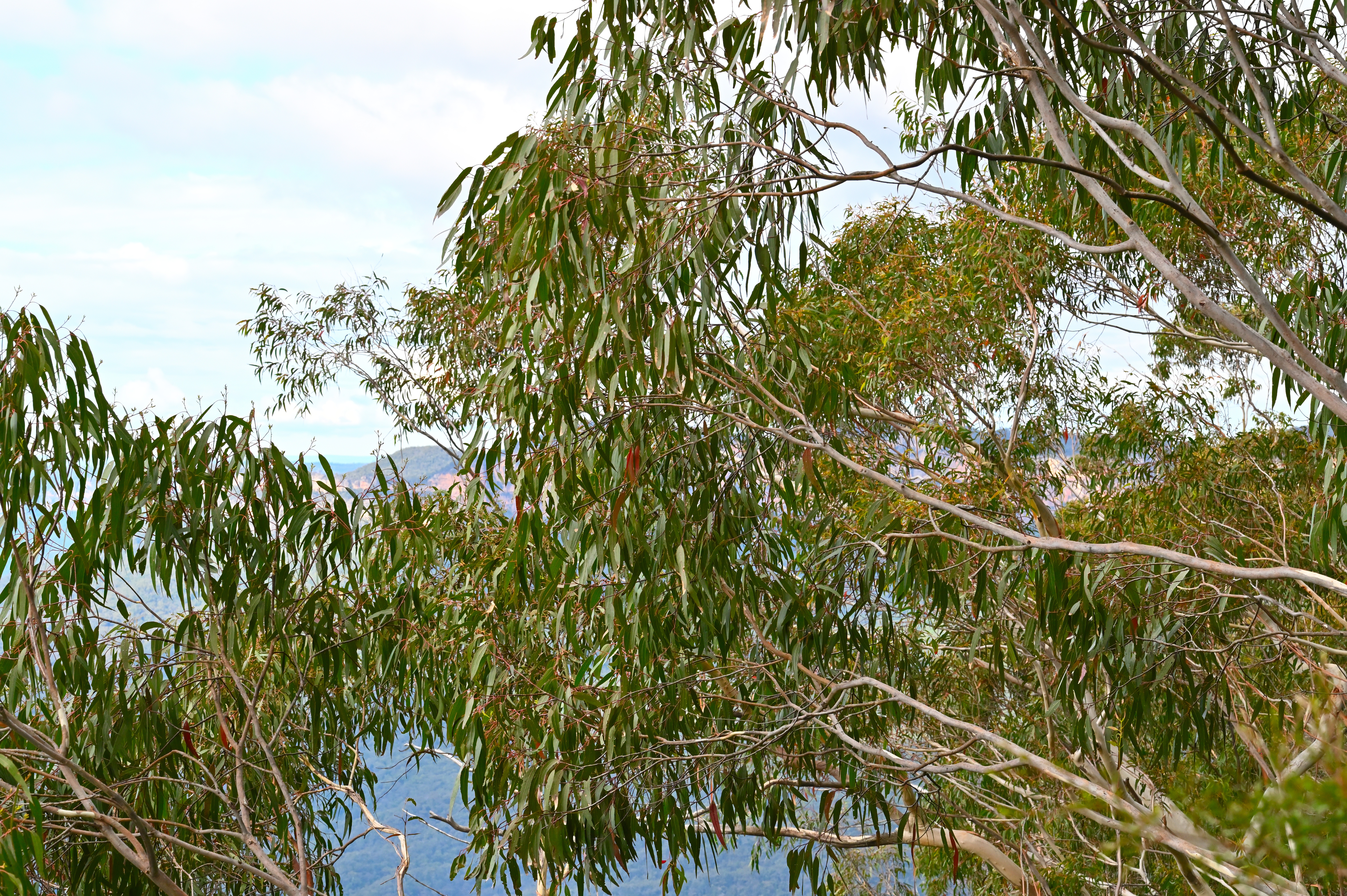 Eucalyptus trees - Jamison Valley